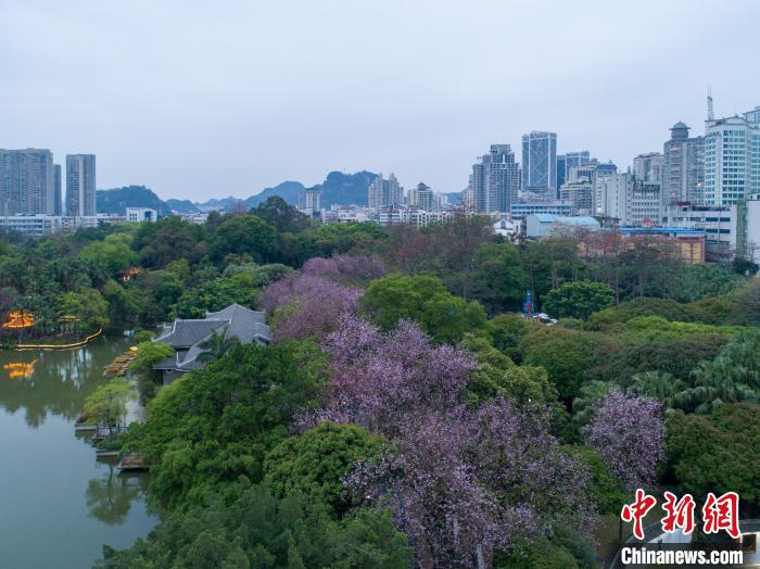 航拍广西柳州20余万株洋紫荆花盛开