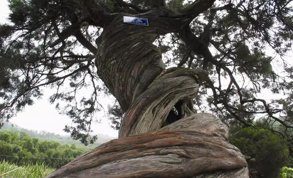 杭州12000年的活化石,最美的玉兰花道都在哪里?