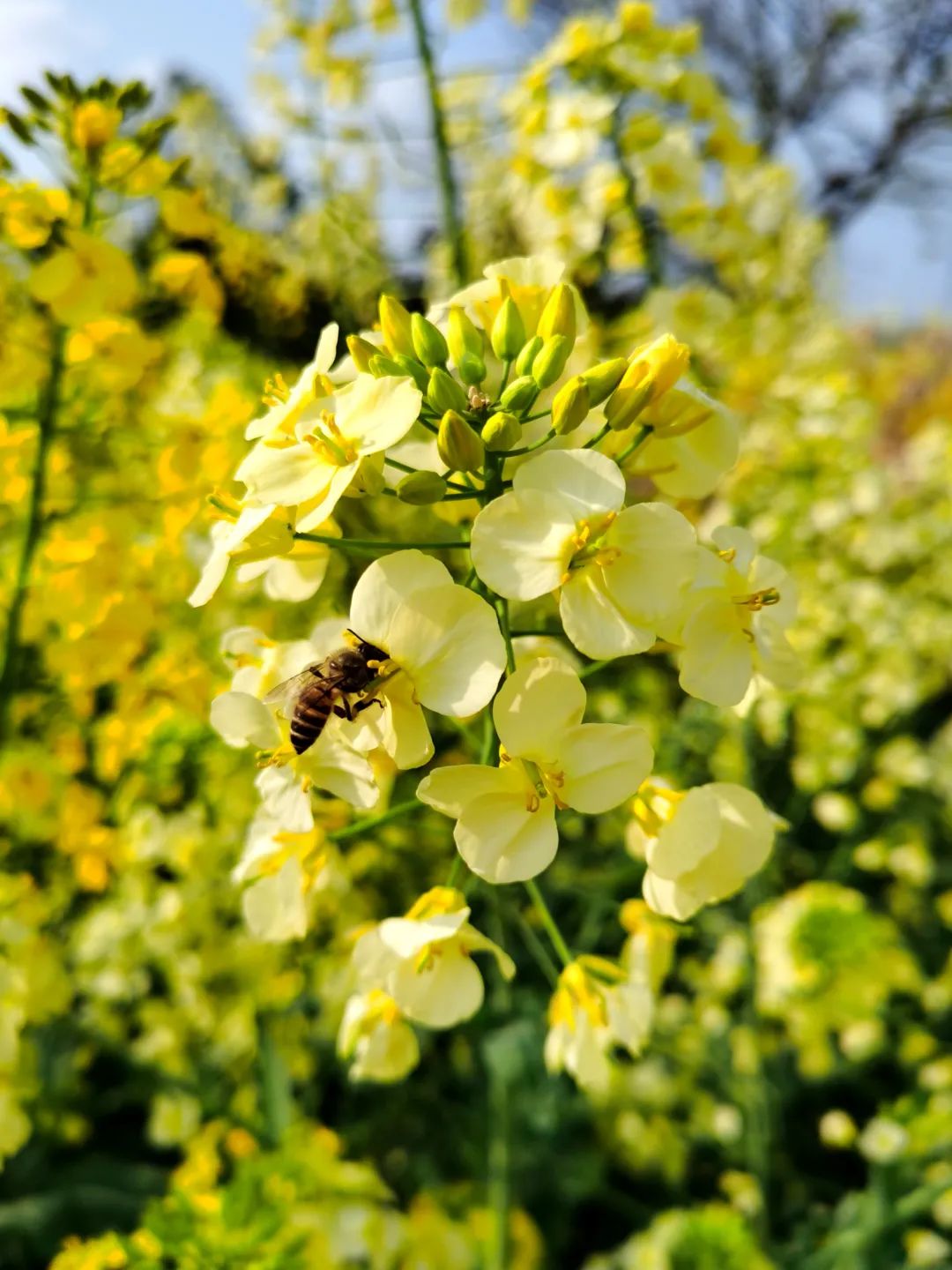 五彩斑斓的油菜花可曾见过就在两江新区