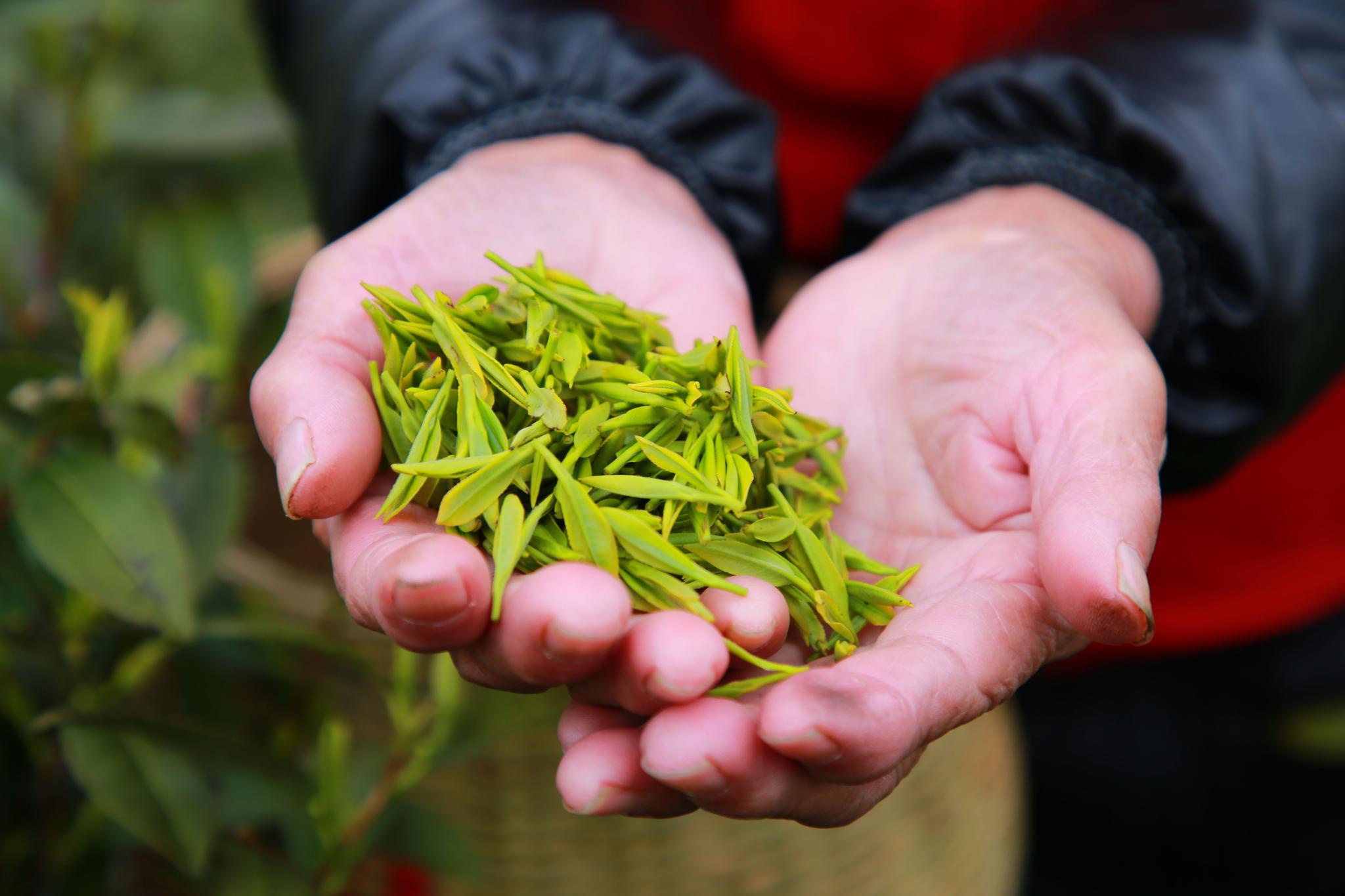 玉环春日采茶忙