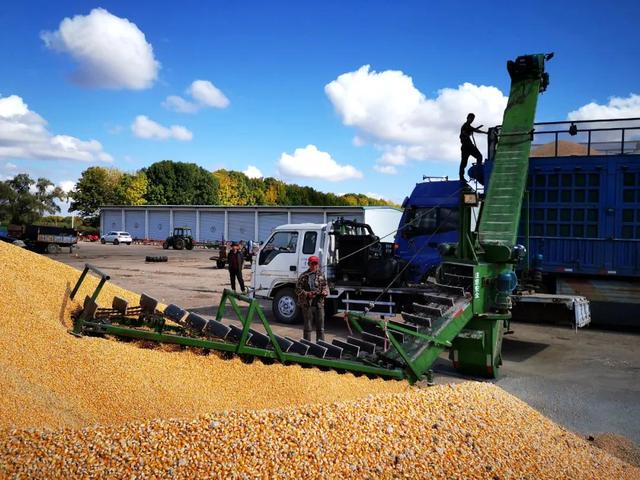 国产种子被卡脖子 “卡”在哪？