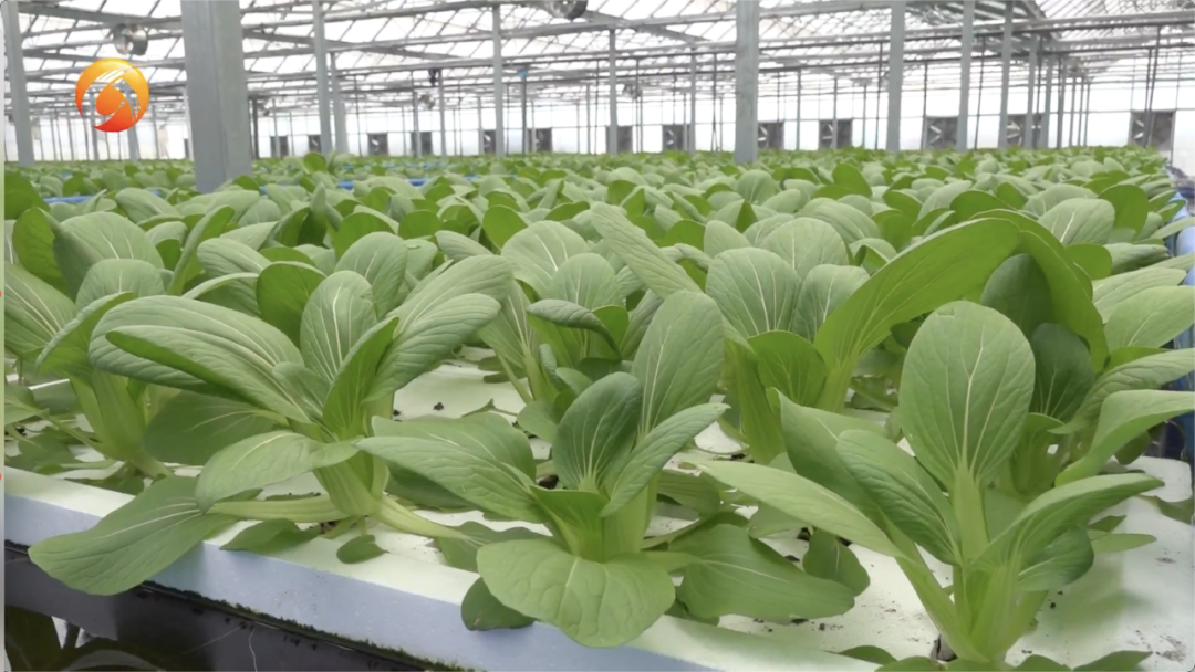 全国首创"光伏 农业"新模式 学习样板来啦!