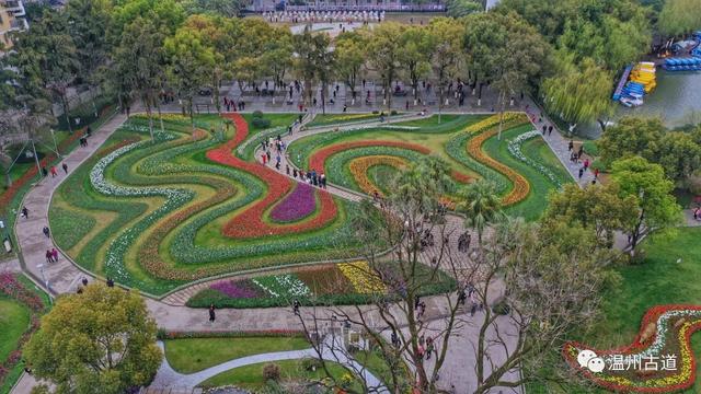 溫州醉美鬱金香,馬鞍池公園花開鬧,錯過待來年