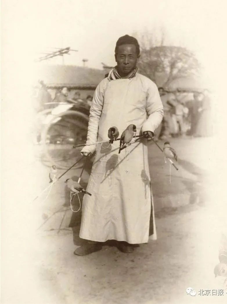 这里的鸟主要是指笼养鸟,"提笼架鸟"是八旗子弟的身份标识,为听鸣叫的