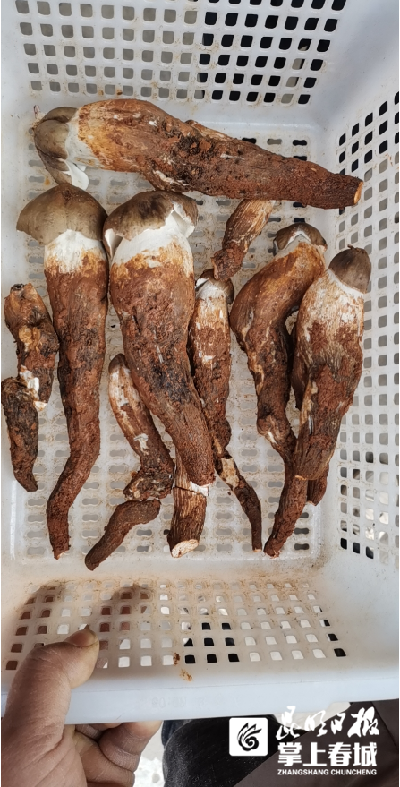 2800元/公斤!云南头水鸡枞上市,你买吗?|云南_新浪新闻