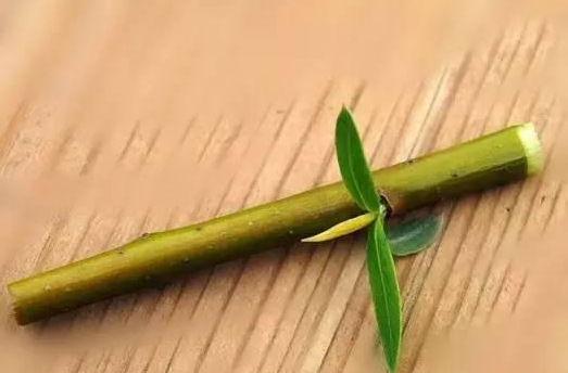 青未了|童年的柳哨