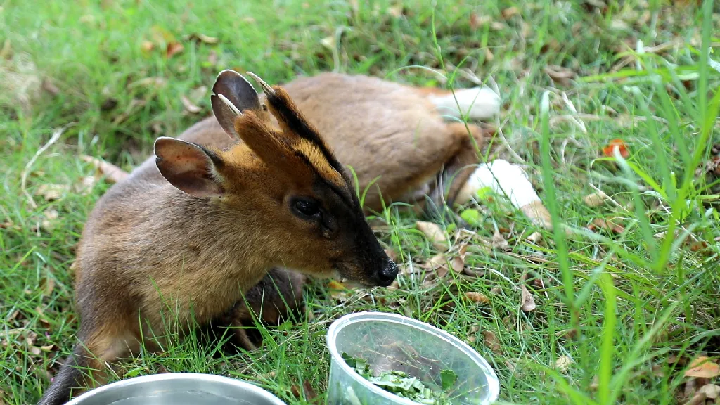 民警竟带麂子做ct