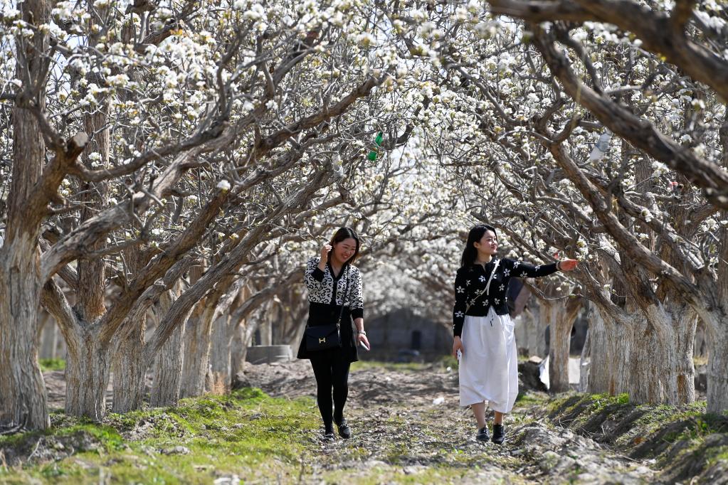 ↑4月10日，游客在新疆库尔勒市阿瓦提乡赏花游玩。
