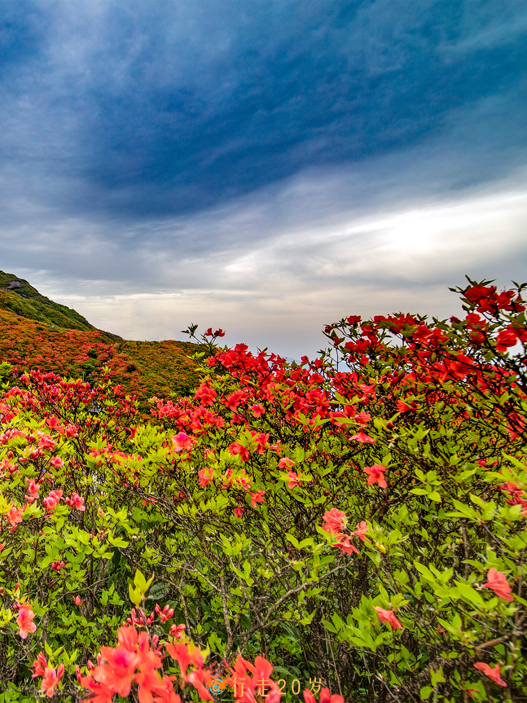 火了广州多了一片正在燃烧的红色花海