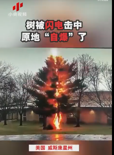 树被闪电击中"爆炸"成碎片