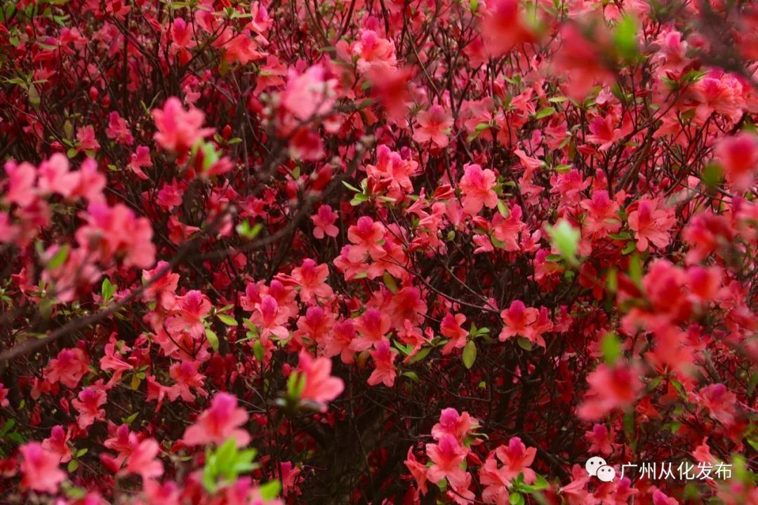火了广州多了一片正在燃烧的红色花海