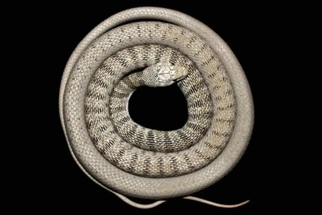 新纪录物种 红脊扁头蛇