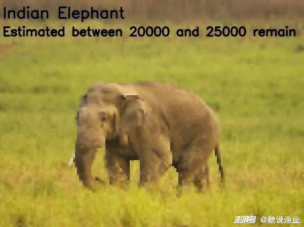 非洲象存活约20000-25000只