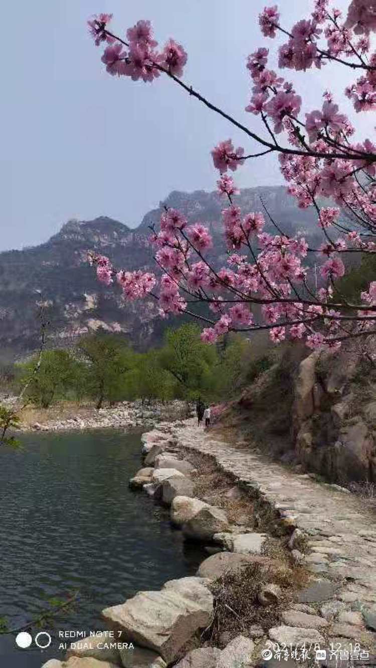 泰安桃花峪桃花朵朵溪水潺潺