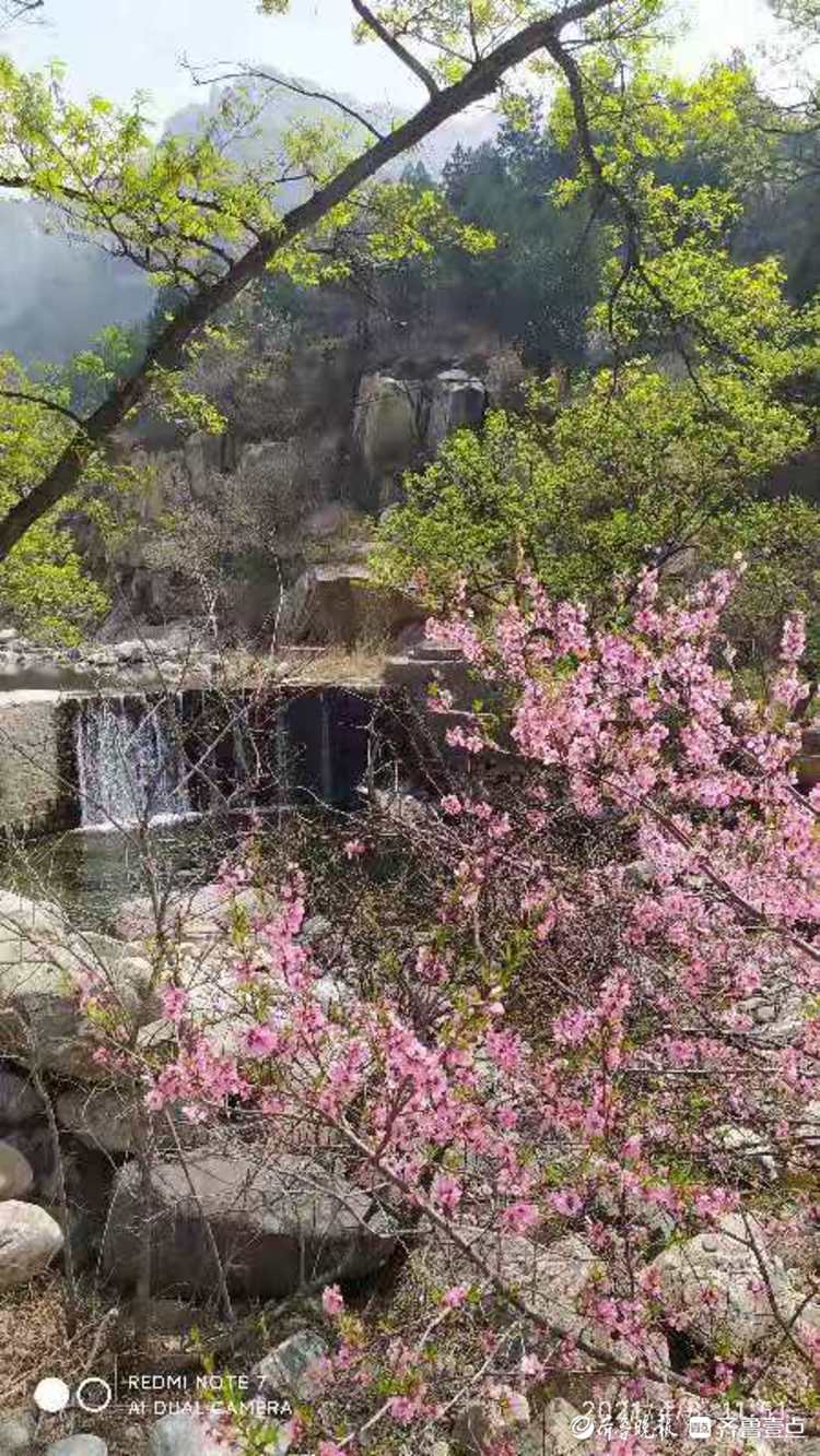 泰安桃花峪桃花朵朵溪水潺潺