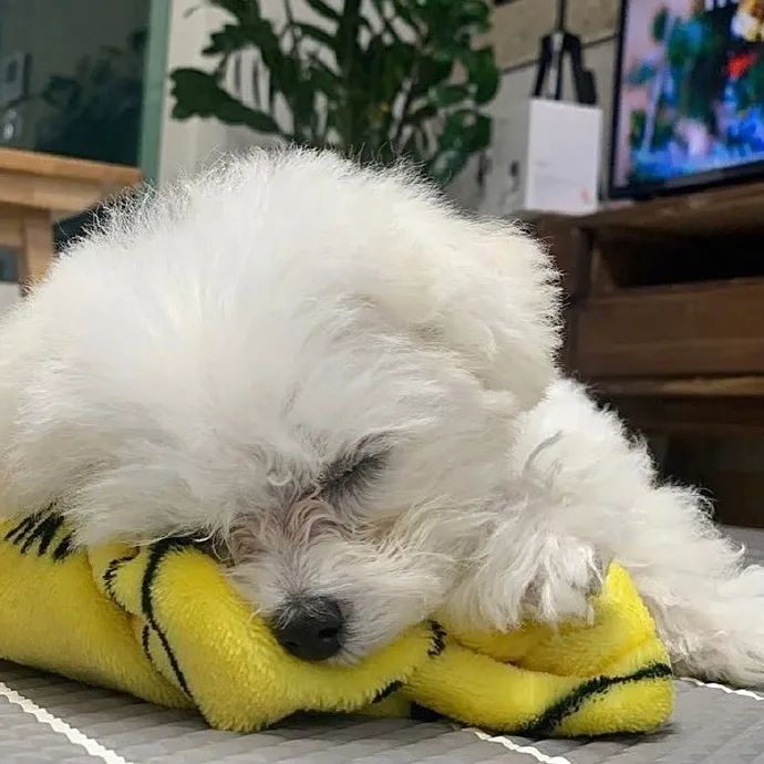 狗勾连睡觉都好可爱困得眼睛都睁不开了