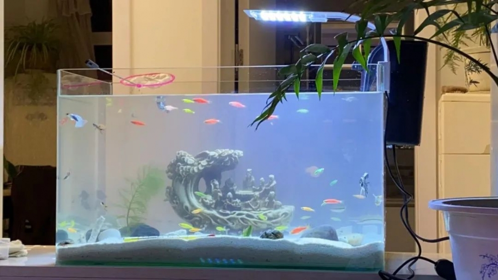 不泡夜店的95后,都在家里闷头喂鱼|鱼缸|养鱼|周林_新浪新闻