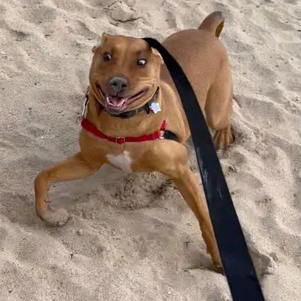 主人趁狗子玩耍时抓拍,可当他查看照片时,瞬间笑喷了!|狗_新浪新闻