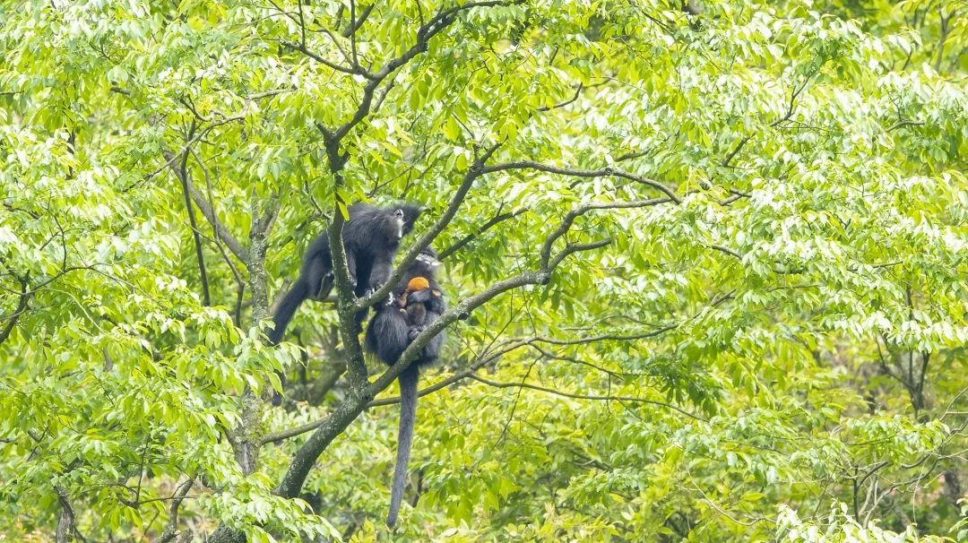 南川白颊黑叶猴 李非 摄