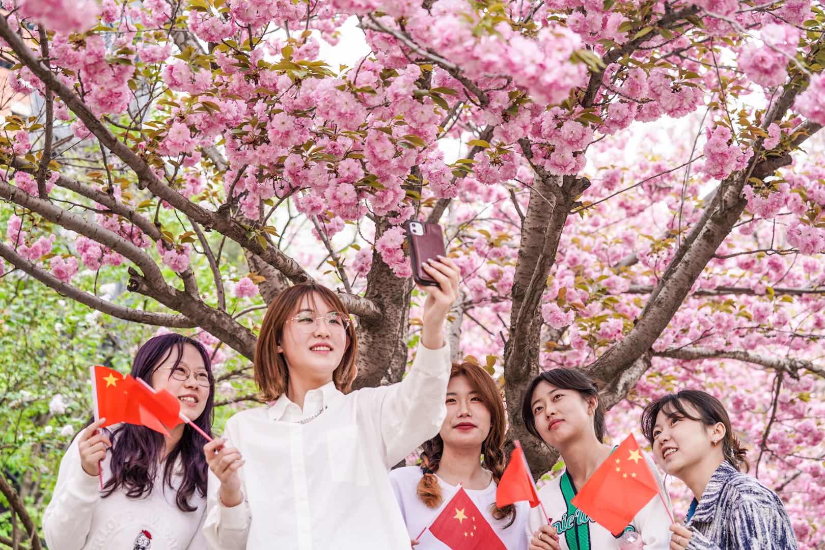 花开好时节顺义樱花文化节开幕近500株樱花优雅绽放