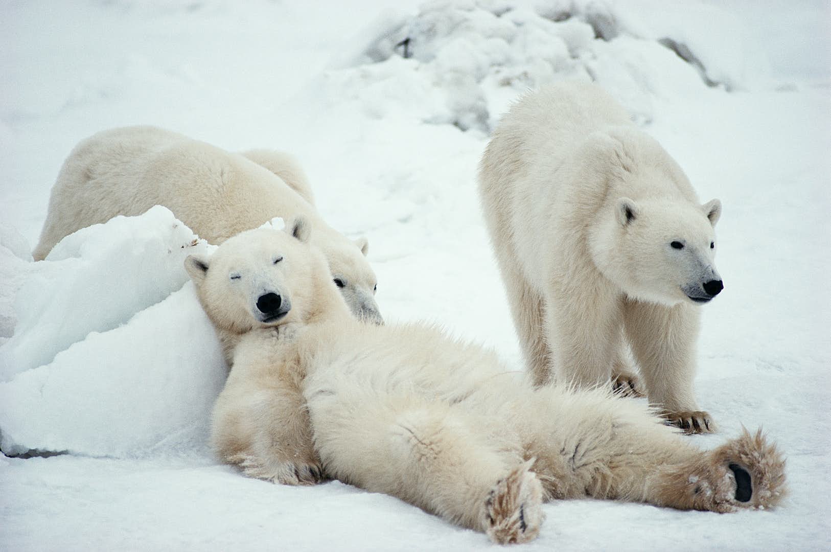 星野道夫拍摄的北极熊系列，非常受欢迎。星野道夫事务所官网图