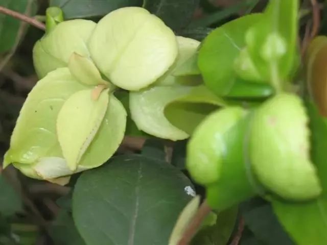 油茶树被病菌感染后长出肥肥茶苞人类却把它当美食放心吗