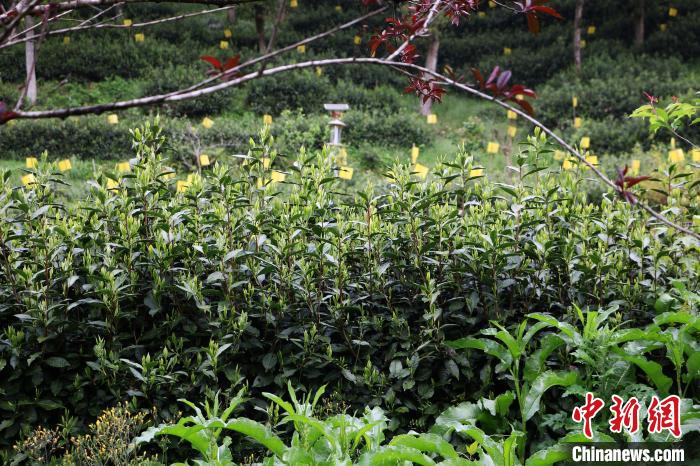 安徽黄山探索“家茶野栽”守住青山收获“金山”