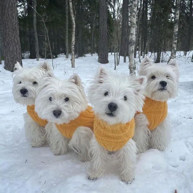 西高地白梗排排坐好像有一只脸特别特别大