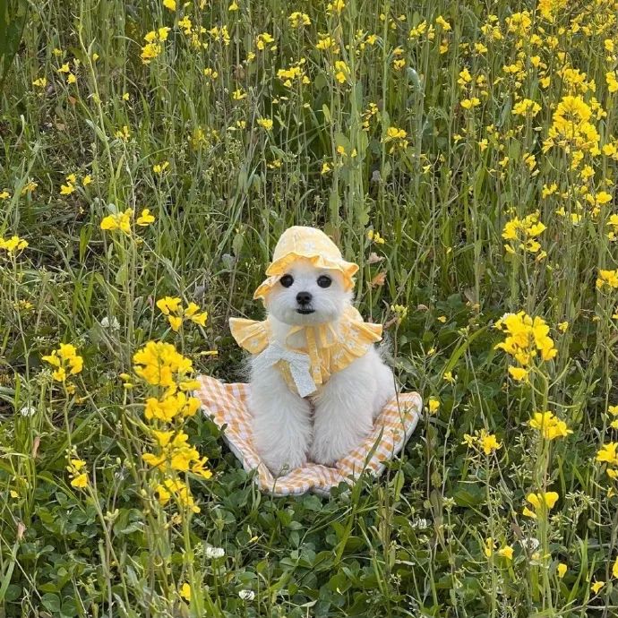 和狗勾一起看春天吧小可爱和花花最配了