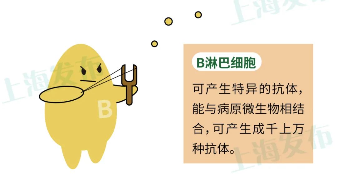 b淋巴细胞遏制杀灭肿瘤细胞的战士.