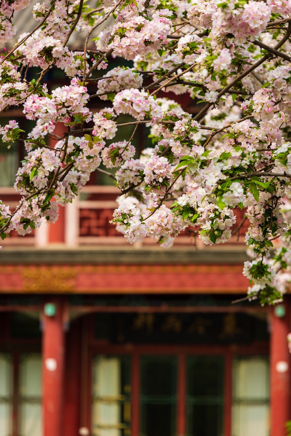 北京中山公园海棠花进入最佳观赏期游人如织