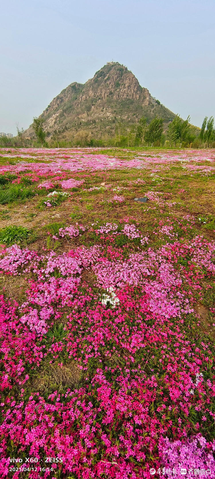 华山西侧的花海,渐渐露出芳容