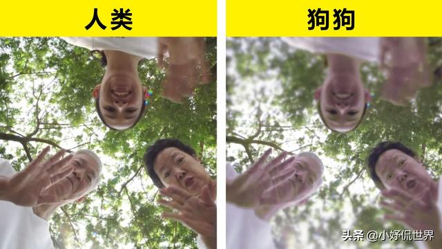 动物的眼中看见的世界是怎样的?这里有6种动物的视角模拟效果