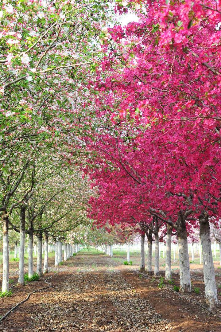 怀着热切的心进入这片花海,从一行行花树间穿行而过,宏大的海棠花海