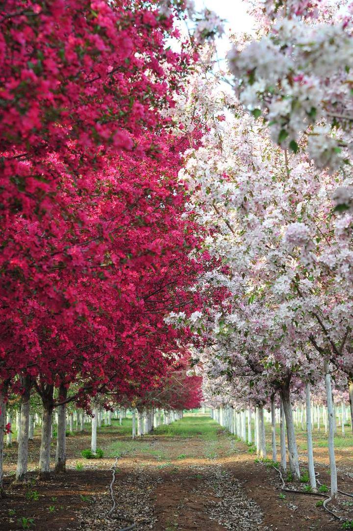 人间四月天来这儿打卡千亩海棠花海