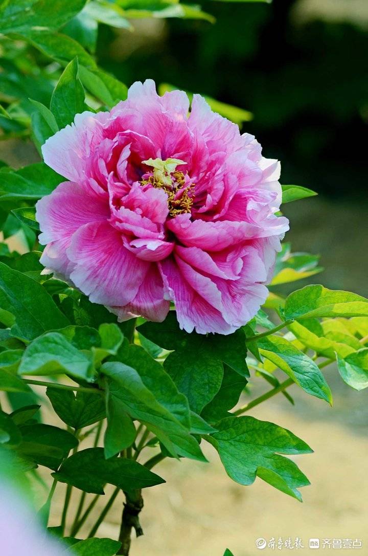 花开齐鲁花姿典雅美美哒济南百花公园牡丹娇艳盛开来打卡啦