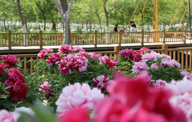 现在去看刚刚好济宁这2个牡丹园惊艳上线↘