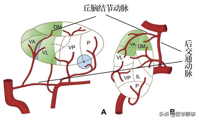 脈絡膜後動脈,起自大腦後動脈 p2 段.