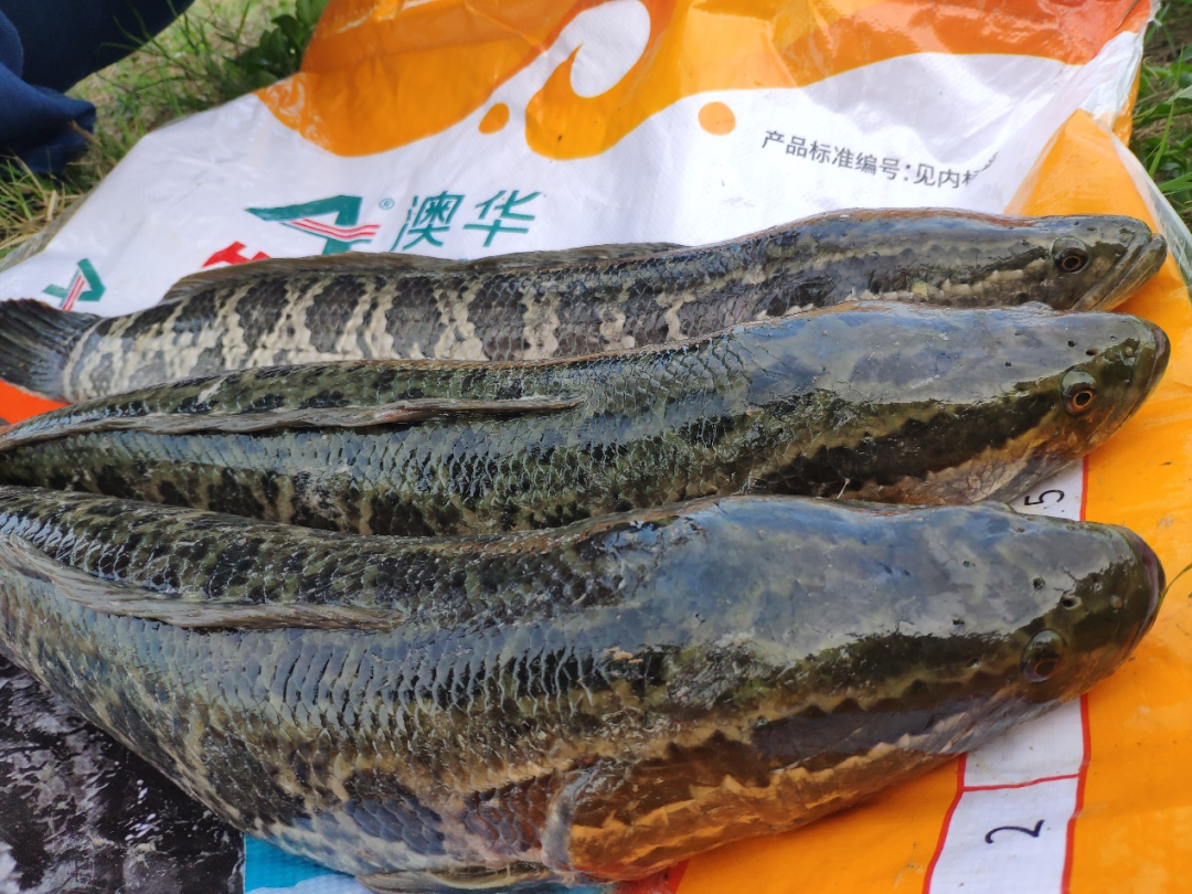 白水塘115生鱼料比艳压群雄饲料界霸主领航特种料市场