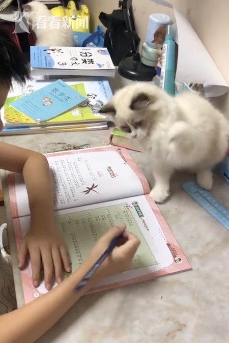 猫咪粘人排行_猫猫非常粘人|厨房|厕所_网易订阅