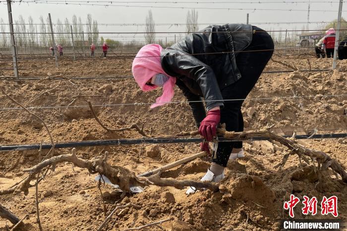 宁夏贺兰山东麓49万亩酿酒葡萄陆续迎春展藤 今年产量将达1.3亿瓶以上