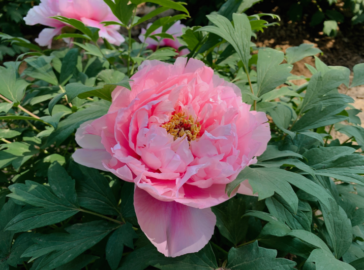 牡丹花开正艳临沂市民赏花正当时