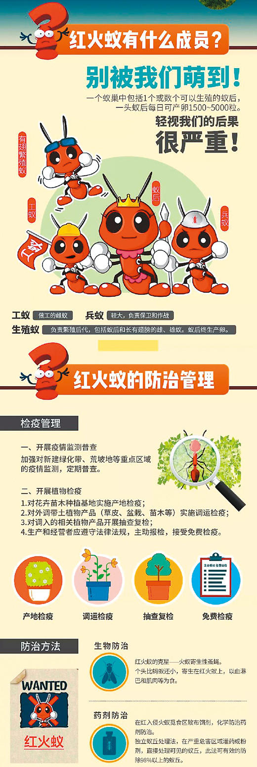 红火蚁位列全球百种最危险入侵物种,已传播至国内10多个省份