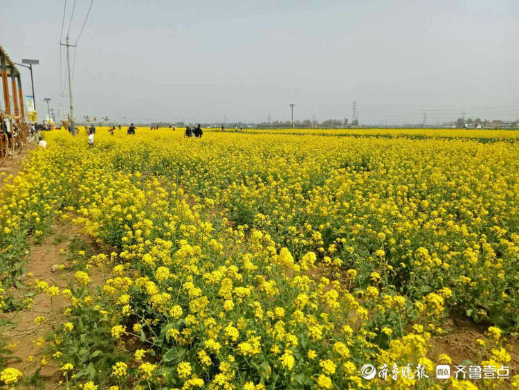 花开齐鲁美济南章丘平陵古城油菜花缤纷绽放浓郁花香惹人醉