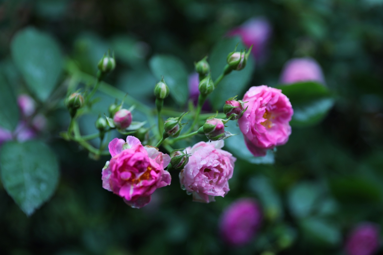 摄影师驾到 | 雨后蔷薇 娇艳欲滴