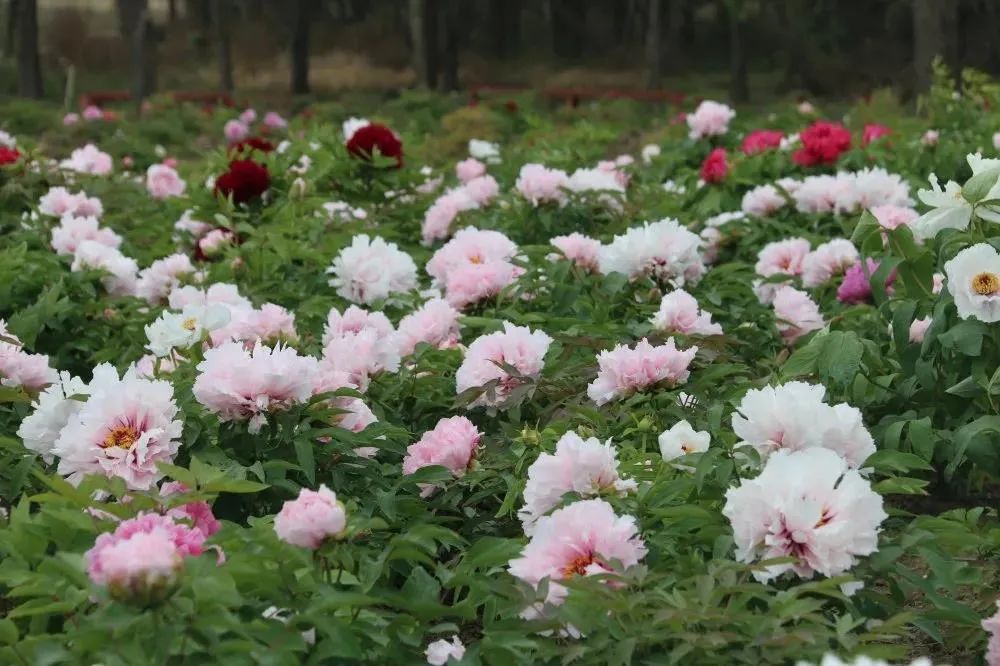 现在去看刚刚好济宁这2个牡丹园惊艳上线↘