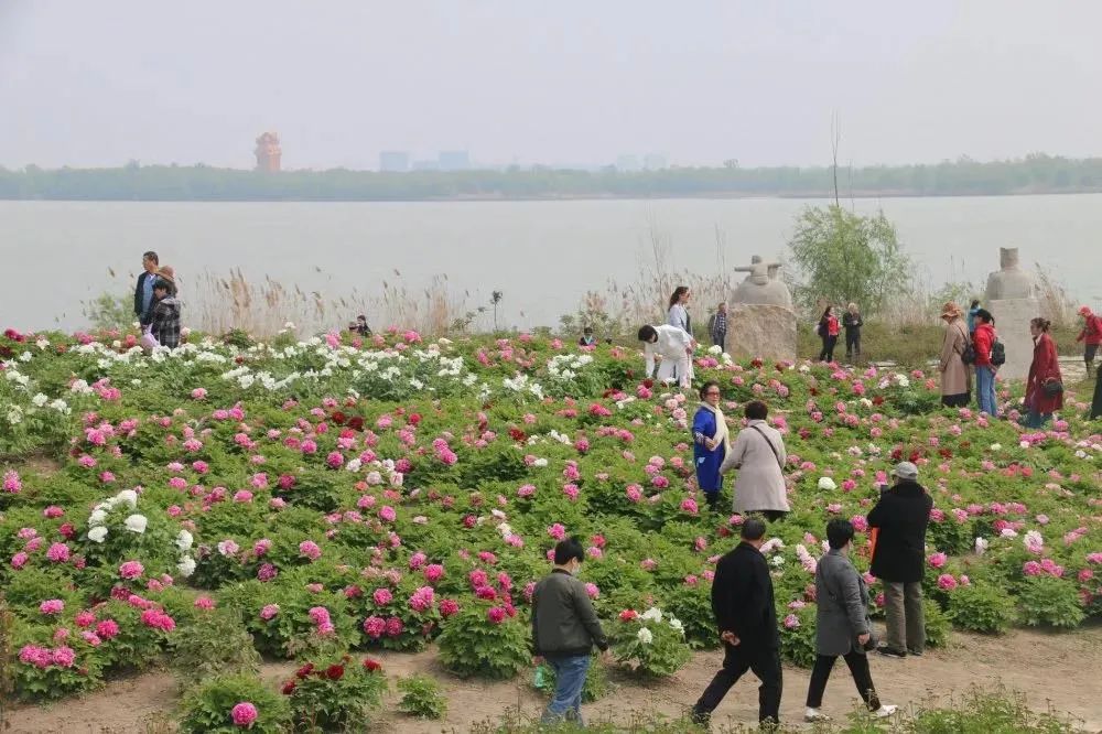 如在画中游太白湖大唐牡丹园这份赏花攻略请查收济宁有哪些赏牡丹的好