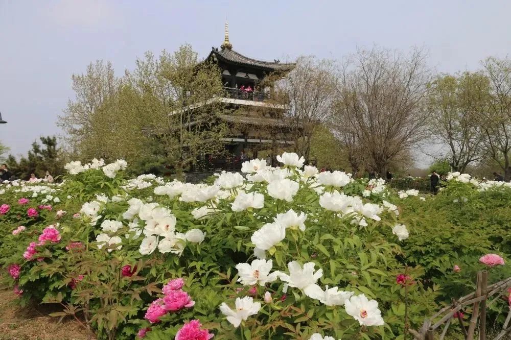 现在去看刚刚好济宁这2个牡丹园惊艳上线↘