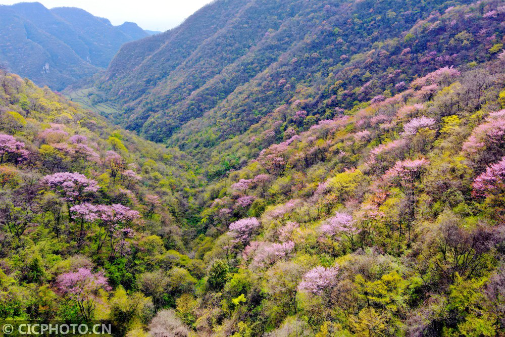 湖北宜昌野生紫荆漫山绽放乡村山野成花的海洋