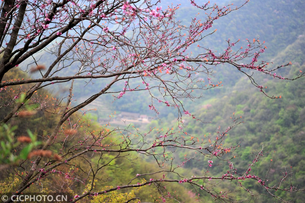 湖北宜昌野生紫荆漫山绽放乡村山野成花的海洋